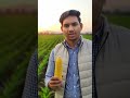 🌽Sweet Corn की खेती 🌽Market में अधिक मांग 🚀 ज्यादा पैदावार 🌾 ज्यादा मुनाफा ✅#sweetcorn #farming