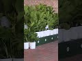 Large crowds line up for opening of second Publix in northern Kentucky