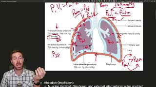 The Science of Breathing: Unraveling the Mechanics of Ventilation