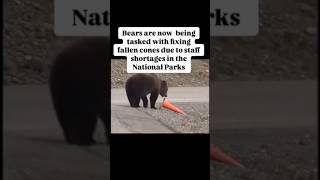 Attention Animal Lovers… bears do care🐻 (KvonComedy) Next: Austin Houston Ogden DC