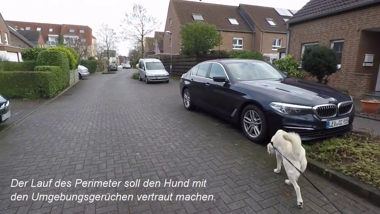 Training Mantrailing - Leinenhandling