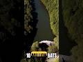 10 Million Bats Swallow Zambia's Sky Every Year — Here's How They Do It #Shorts
