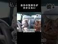 付き合って初期、好きって気持ちが分からなくなったと言われた話#猫ミーム #恋愛 #shorts