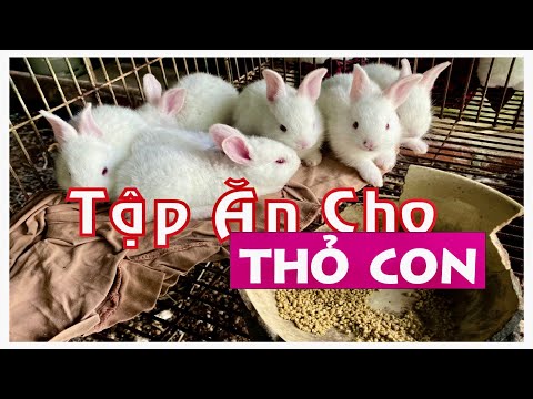 Video: Một giải pháp Saline để làm sạch đôi mắt của một con chó là gì?