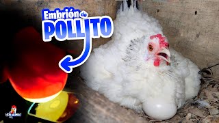 Revisando si los Huevos de los Sedosos son Fértiles by Vida con Plumas 10,465 views 1 month ago 11 minutes, 30 seconds