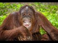 Orangutan Is Always In A Good Mood
