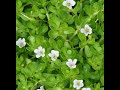 Care &amp; Propagation of Brahmi Plant