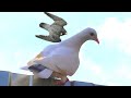 Сокол Сапсан будет ли минус голубь? Falcon Peregrine will catch a pigeon yes or no?