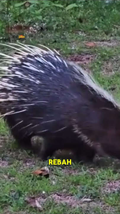 The thorns lie neatly.