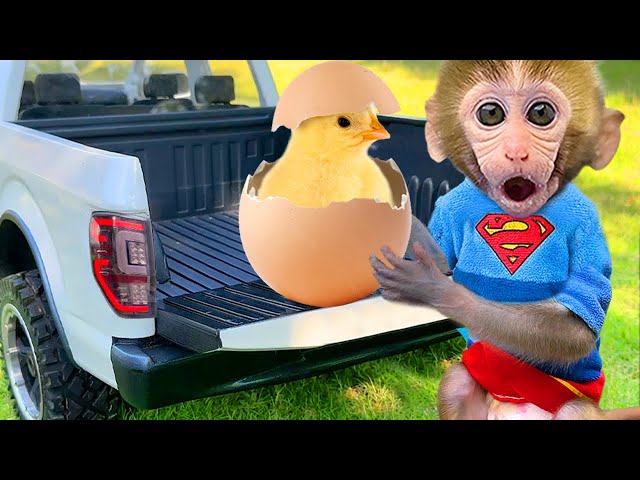 Monkey Baby Bon Bon Rescues Ducklings and Takes a Bath with Ducklings in the Bathtub class=