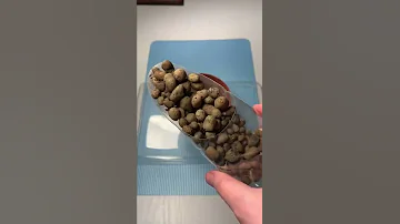 Пересадка хавортии #shorts #хавортия #haworthia #succulent
