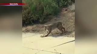 BOBCAT VS SNAKE: Who Wins
