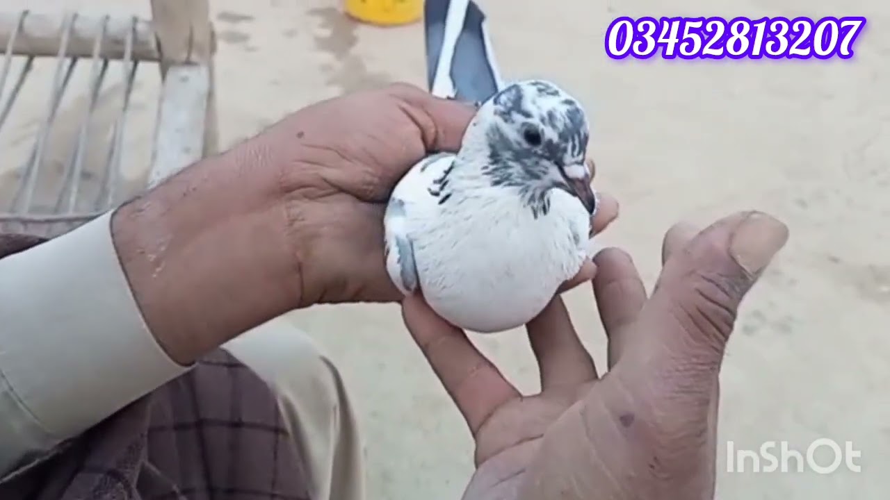 ماشاءاللہ جی نیاب ایک جوڑے کا شوق کریں اور ہسٹری بھی سنیں 