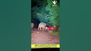 അതിരപ്പിള്ളിയിൽ കാട്ടാനക്കൂട്ടം കാറിനു നേരെ ആക്രമണം നടത്തിയതിനെ തുടർന്ന് സംഘർഷാവസ്ഥ.