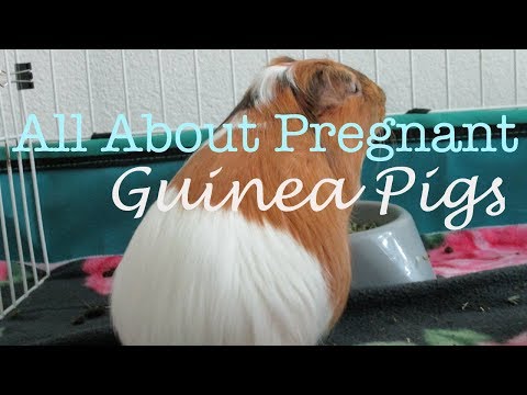 Video: Paano Makilala Ang Pagbubuntis Sa Isang Guinea Pig