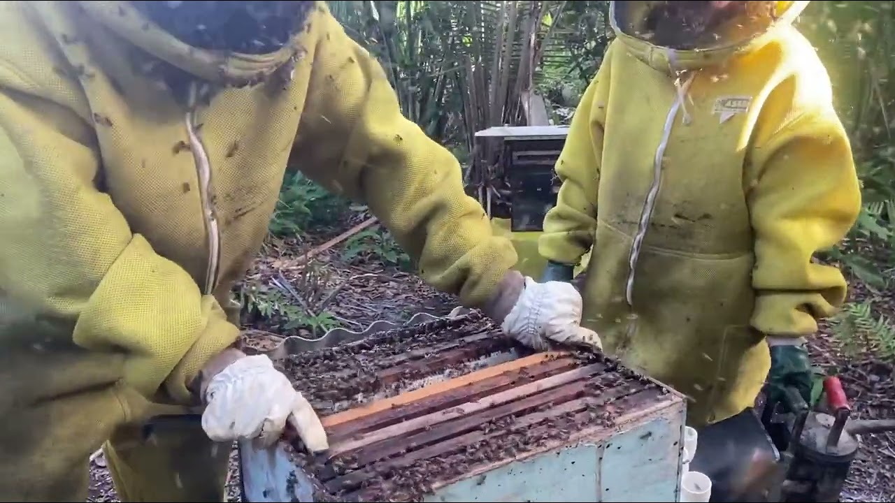 Dicas de Produção de Própolis