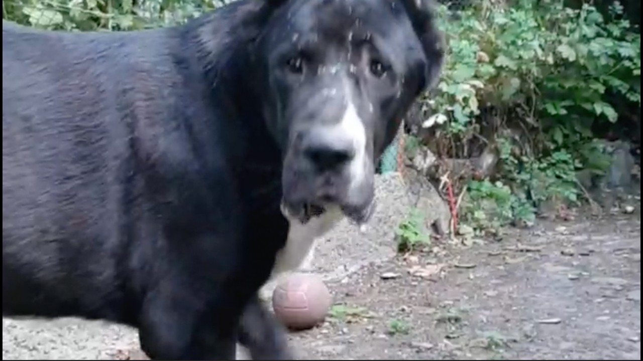 Один день с алабаем