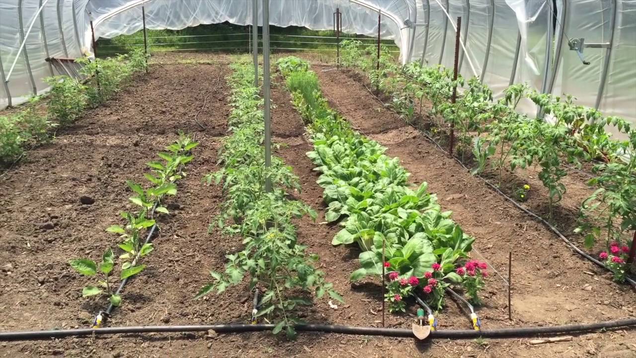 sulphur oklahoma cabins Garden Update 5-31-16
