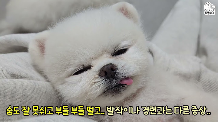 새벽에 갑자기 쓰러진 퐁키ㅜㅜ 응급실에 다녀왔어요! 강아지 수술은 신중해야해요
