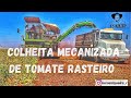 Colheita Mecanizada de Tomate Rasteiro