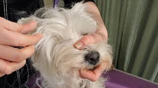 Поддерживающий груминг вестхайленда, тримминг.  Westie grooming at home, handstripping.