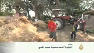 حول محصول القمح المصري