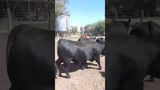 Video: Lote de toros Angus PC de 2 años