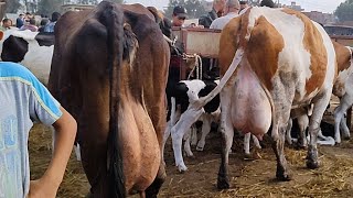 وصول البقر السيمنتال الوالد والبراون الوالد الي سوق قطور الدولي بمحافظة الغربيه
