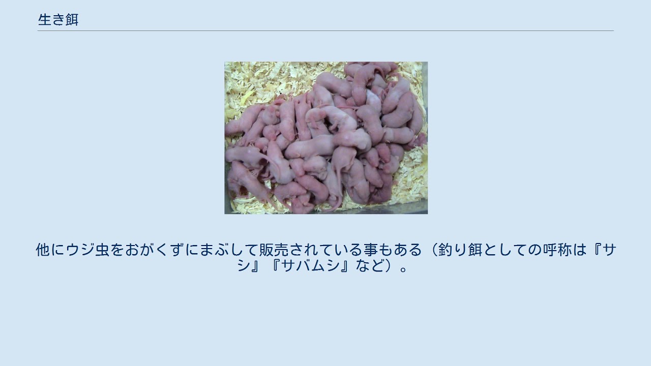 生き餌 Youtube 生き餌 Youtube