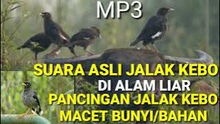 Suara Jalak Kebo Di Alam Liar ll Pancingan Jalak Kebo Jitu