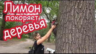 VLOG У Лили день рождения. Покупаем подарки. С Лимоном в парк