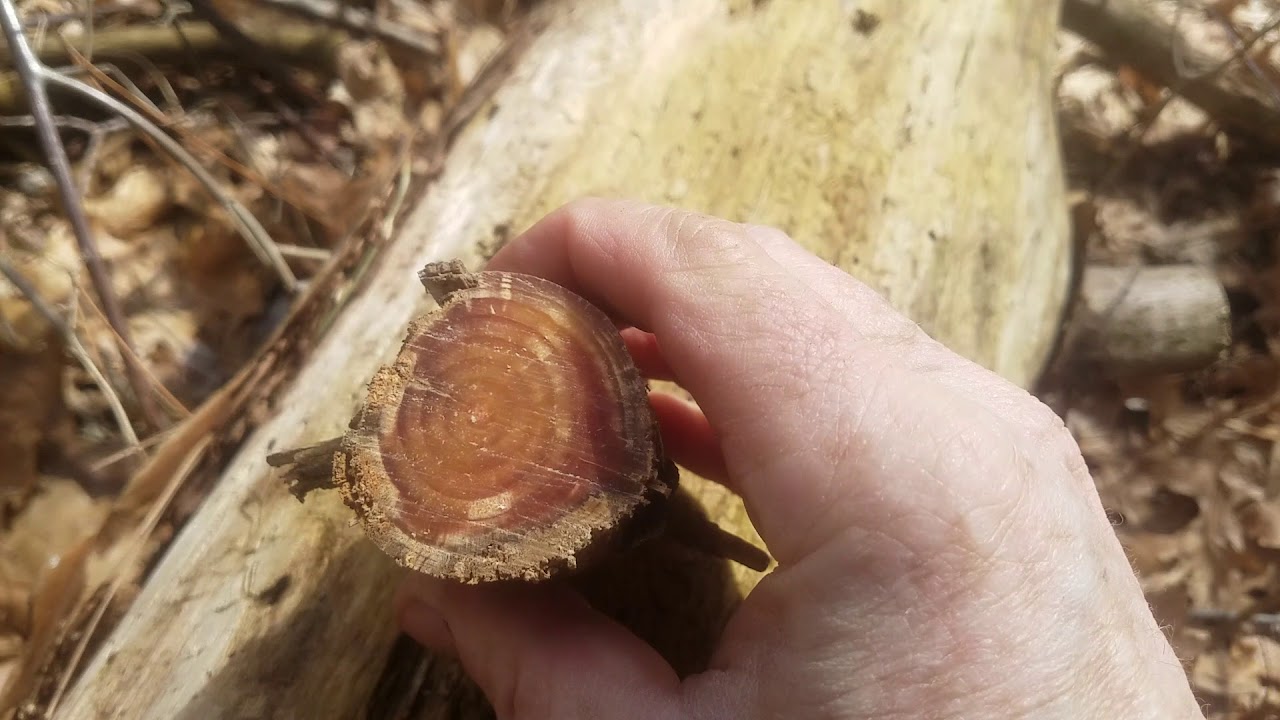 Fatwood, how I harvest it. YouTube