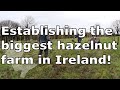 Establishing the Biggest Hazelnut Orchard in Ireland | How to Plant Bare Root Trees | Hell Week