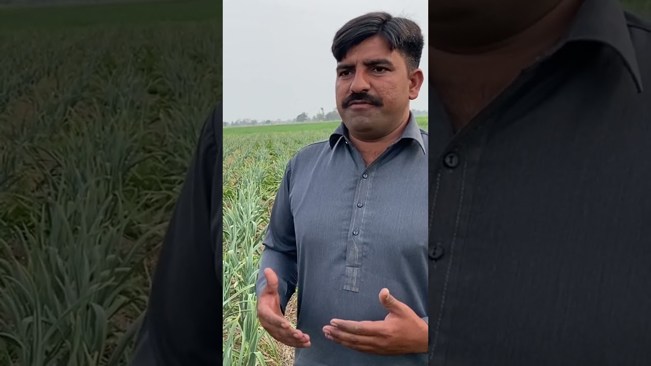 g1 garlic seed rate | g1 garlic advance booking 