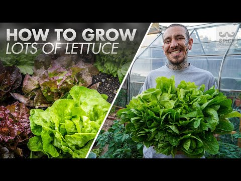 Video: Mažųjų raukšlių salotų priežiūra: sužinokite, kaip auginti mažąsias raukšlių salotas