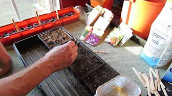 Seed Starting Herbs Indoors 