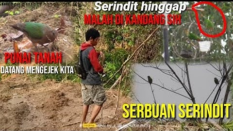mikat melacak serindit_ratusan ekor menghampiri_Seru sekali kita melihat burung di alam