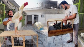 Shamo Aseel ka Cage Change, White Biggest Aseel in Pakistan, How To Start Aseel Farming In Punjab by HSN Entertainment 6,448 views 4 days ago 8 minutes, 45 seconds