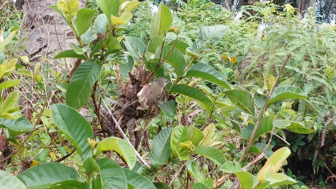 Sudah waktunya manen anakan burung ciblek semi