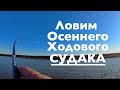 Ловим Ходового Судака "На Ходу" !! Судак осенью на джиг ! Осенний Судак!