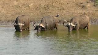 SOUTH AFRICA many animals at Klopperfontein, Kruger national park (hdvideo)