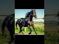 Аргамак Кабардинская лошадь