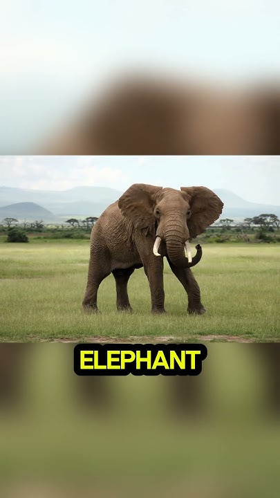 top-5-biggest-animals-in-the-world-shorts-facts-viral-top5-biggest
