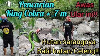 Pencarian King Cobra+_7meter !! Babi hutan sekampung habis mandi, ular mematikan di temukan!