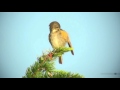 ルリビタキ（3）さえずりと地鳴き - Red flanked bluetail - Wild Bird - 野鳥 動画図鑑