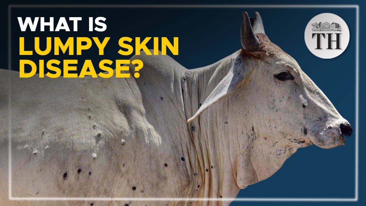 What Is Lumpy Skin Disease The Hindu YouTube What Is Lumpy Skin Disease The Hindu YouTube
