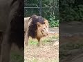 king of the forest and my favourite animal lion/part 2