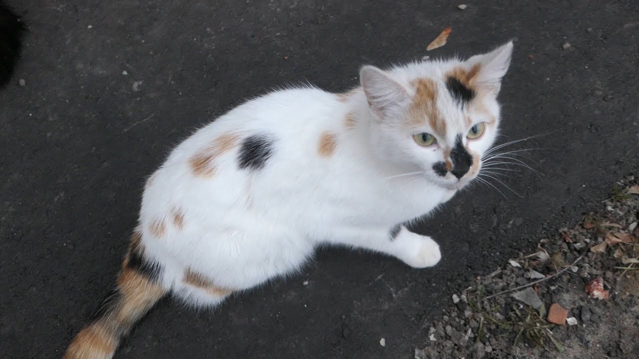 robin seplut wikipedia Five cats waiting for food on the street