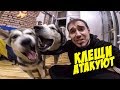 ПАНИКА! КЛЕЩ У ЩЕНКА / КАК ДОСТАТЬ КЛЕЩА У СОБАКИ