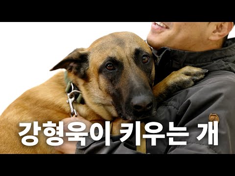 A dog breed that even Kang Hyung-wook is hard to raise | Dog Encyclopedia Malinois Episode